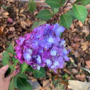 Meet your Posher, Trisha